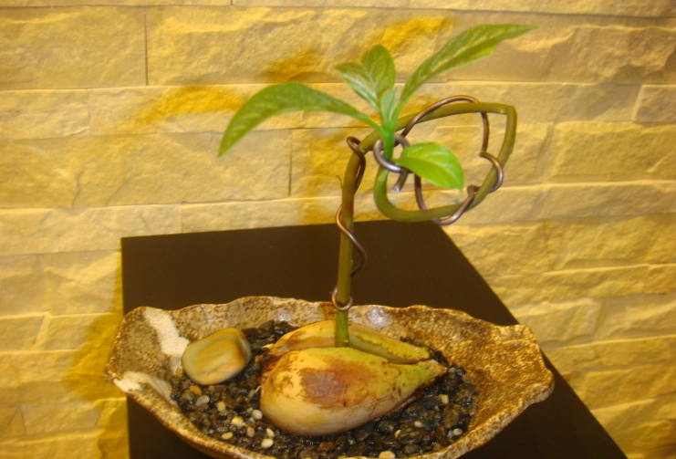 水耕轉土耕方法 水耕轉土耕方法