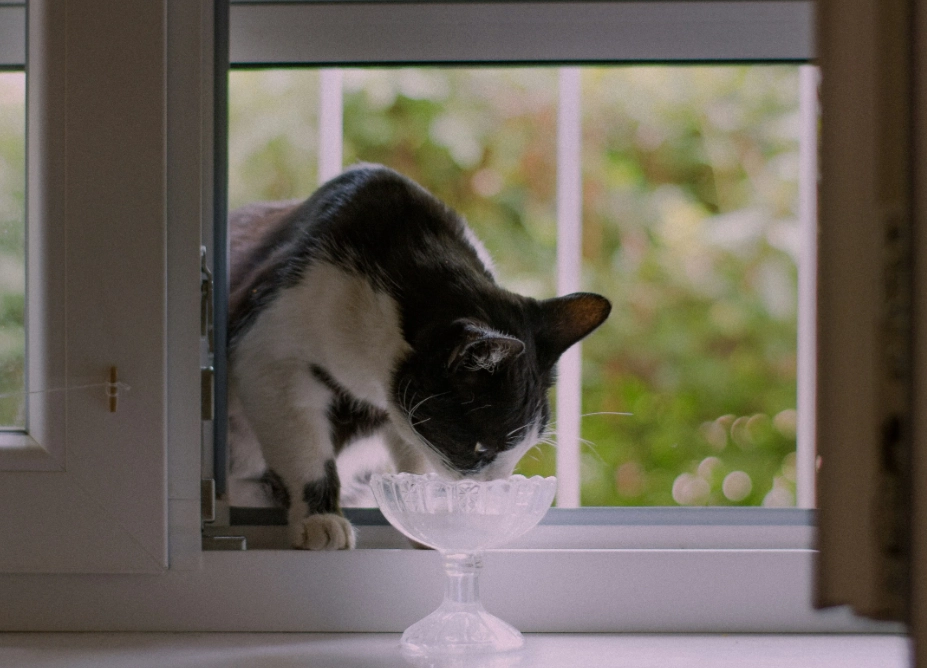 貓只喝水不吃飯 貓只喝水不吃飯