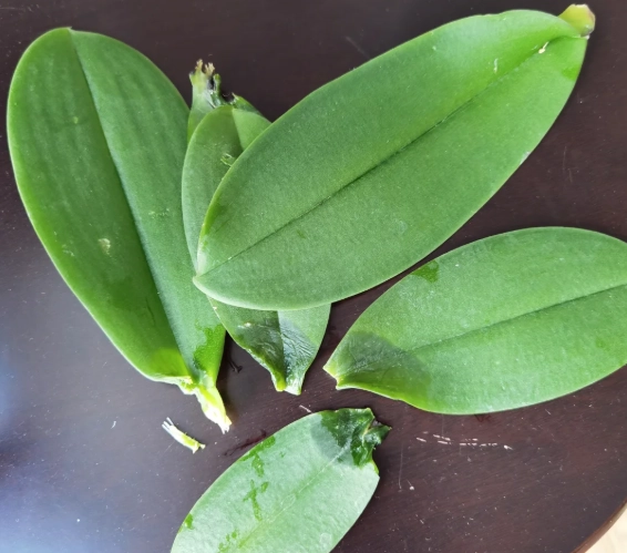 蘭花葉子掉落原因 蘭花葉子掉落原因