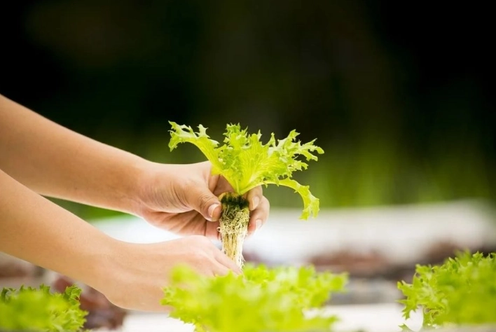 水耕栽培技巧 水耕栽培技巧