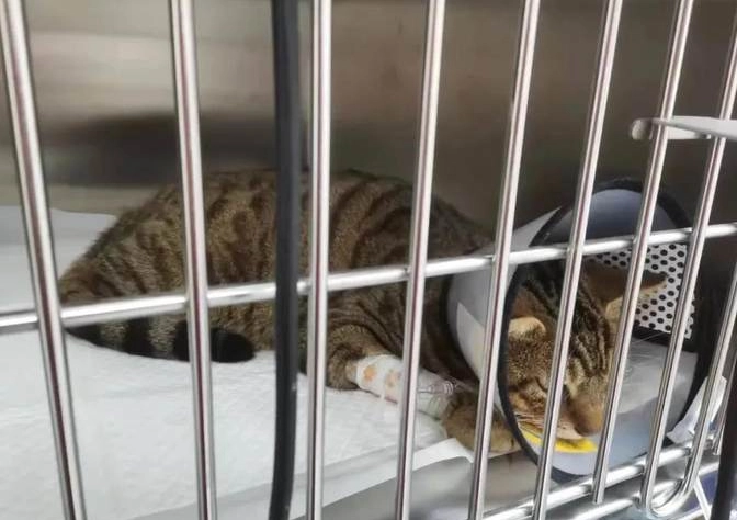 貓樟腦油中毒症狀 貓樟腦油中毒症狀