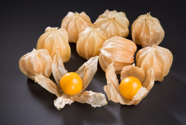 燈籠果生命週期 燈籠果生命週期