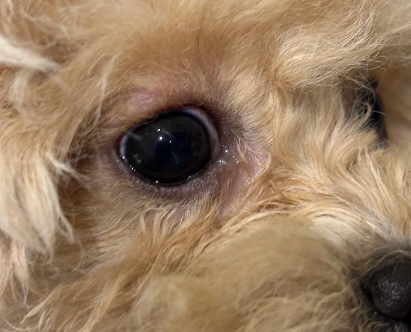 寵物眼淚問題 寵物眼淚問題