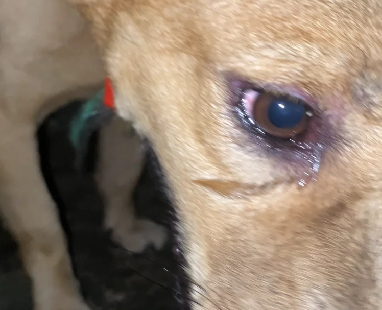 寵物眼淚問題 寵物眼淚問題