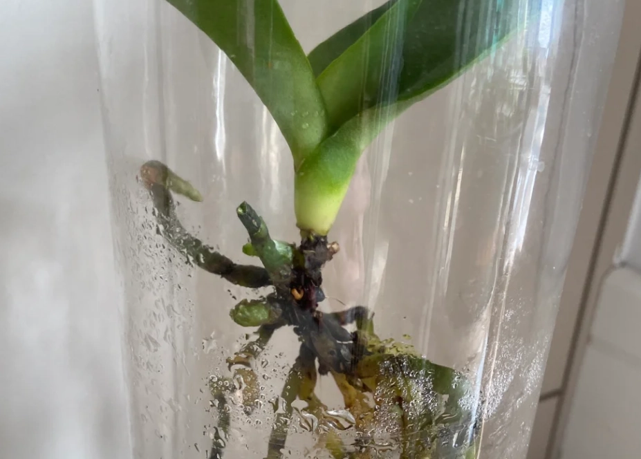 蘭花根部處理 蘭花根部處理