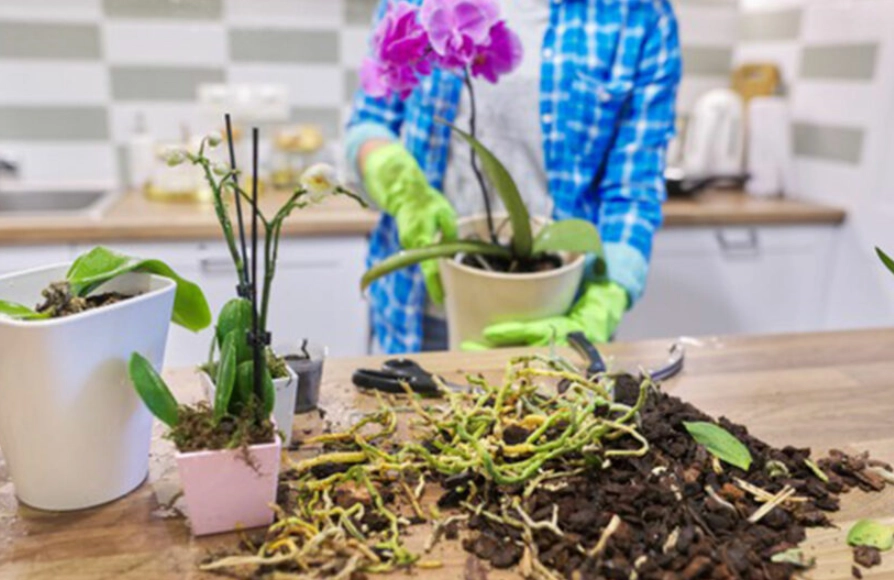 蝴蝶蘭照顧技巧