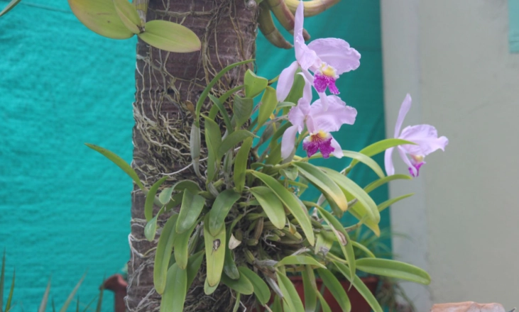 蘭花分株技巧 蘭花分株技巧