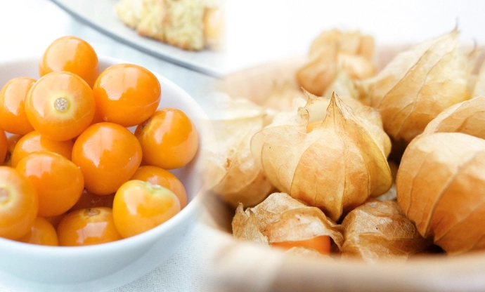 燈籠果栽培時間 燈籠果栽培時間