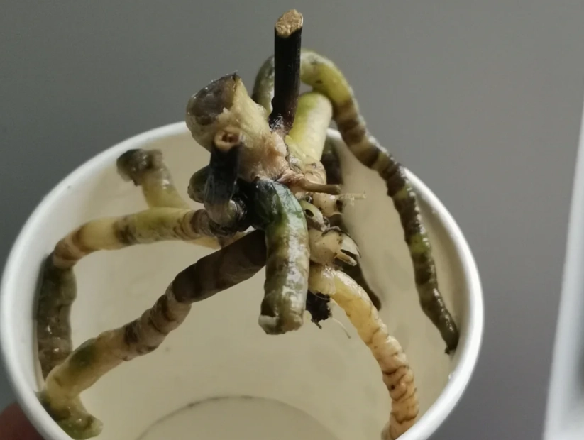 蘭花葉子掉落原因