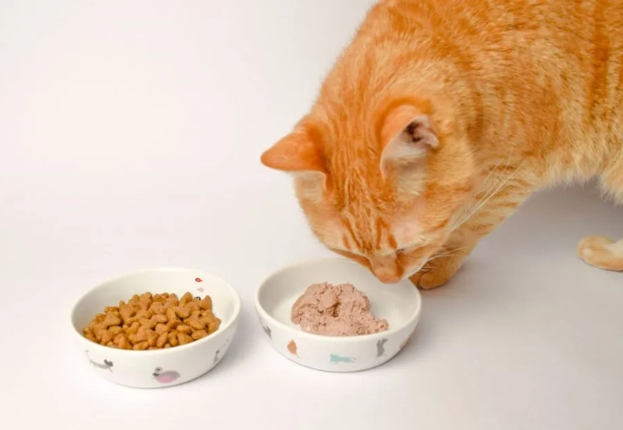 貓食慾不振只喝水 貓食慾不振只喝水