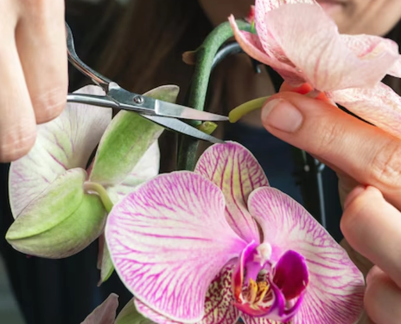 蝴蝶蘭修剪時間
