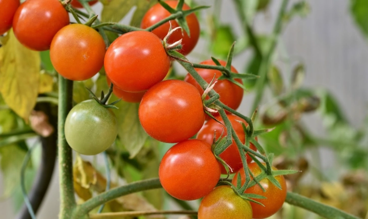 小番茄修剪方法 小番茄修剪方法