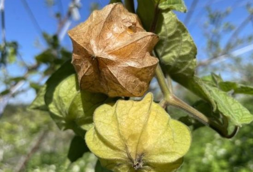 燈籠果修剪時機 燈籠果修剪時機