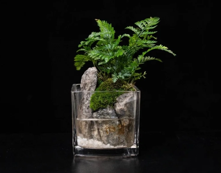 狼尾蕨養護技巧