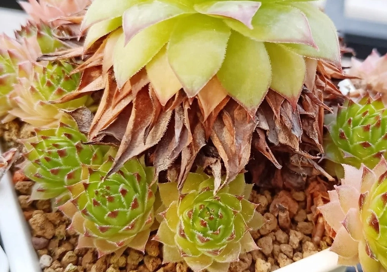 仙人掌分株 仙人掌分株