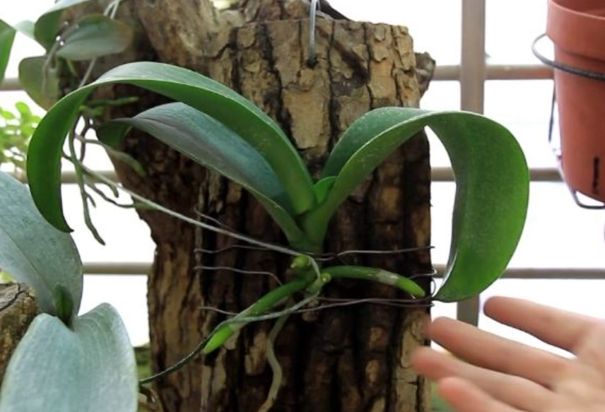 蘭花養護方法 蘭花養護方法