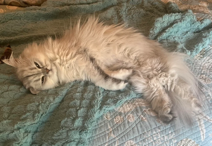 貓食慾不振只喝水 貓食慾不振只喝水