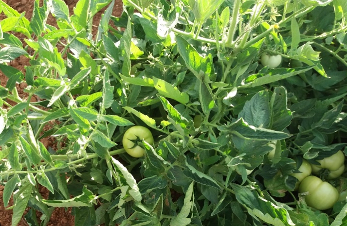 陽台種番茄 陽台種番茄