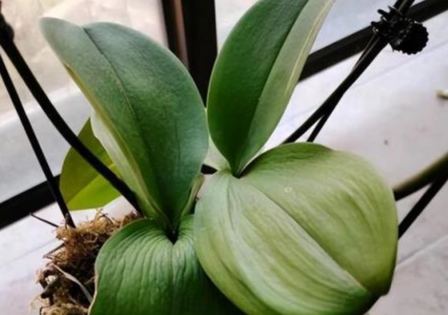 蘭花養護技巧 蘭花養護技巧