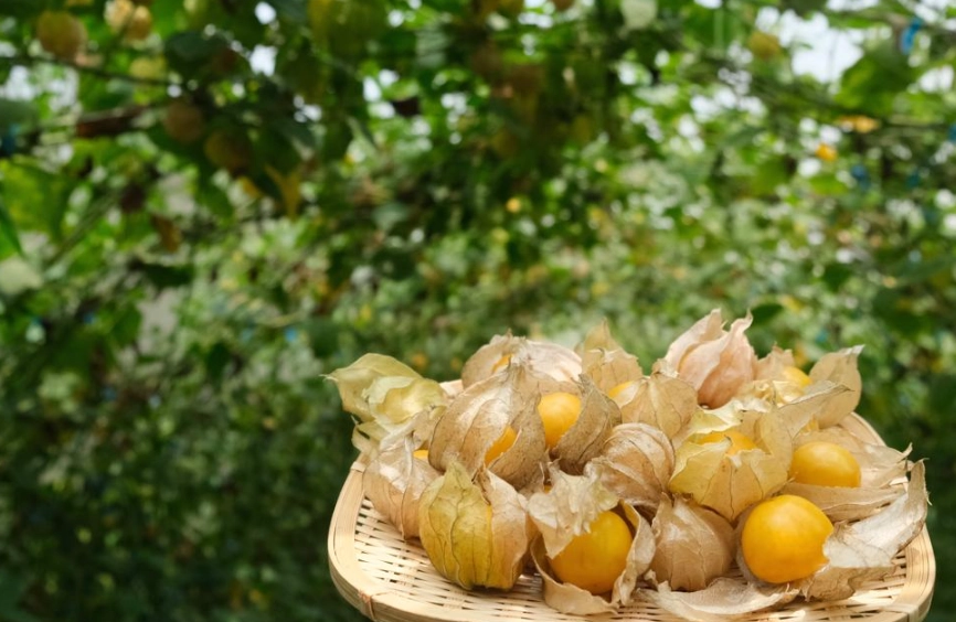 燈籠果修剪方法 燈籠果修剪方法