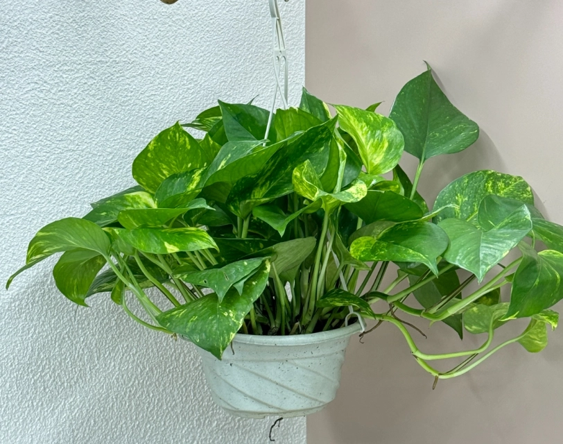 室內植物安全 室內植物安全