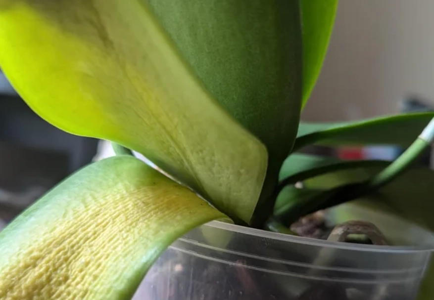 蘭花葉子變黃處理 蘭花葉子變黃處理