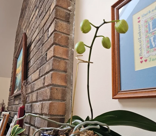 蘭花花苞不開處理