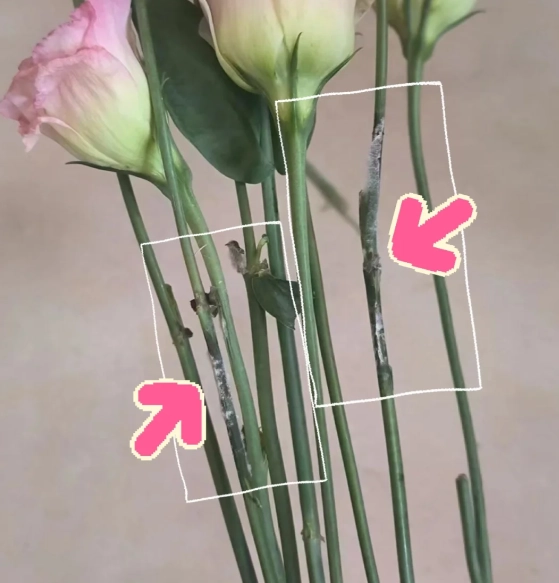 植物莖發霉處理