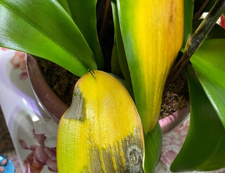 蘭花葉子變黃處理