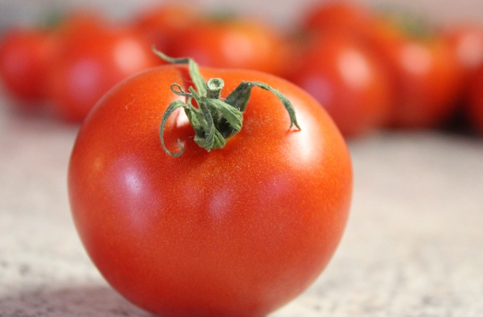 台灣番茄品種 台灣番茄品種