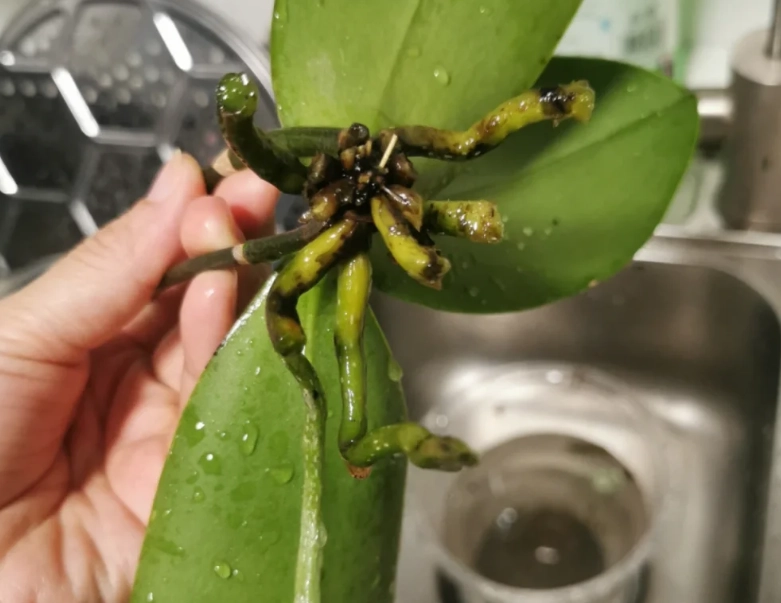 蘭花病害防治 蘭花病害防治