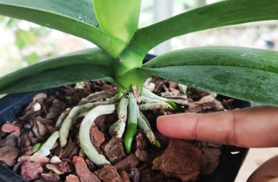 蝴蝶蘭澆水方法 蝴蝶蘭澆水方法