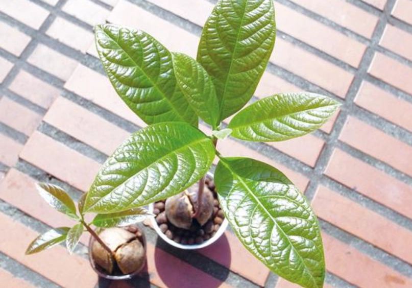 盆栽酪梨修剪方法