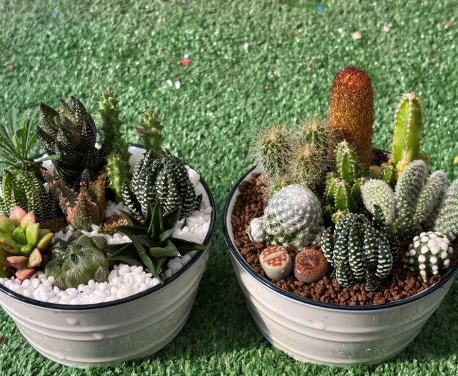 仙人掌益處 仙人掌益處