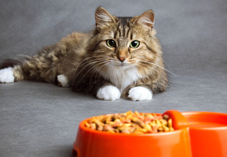 貓食慾不振 貓食慾不振