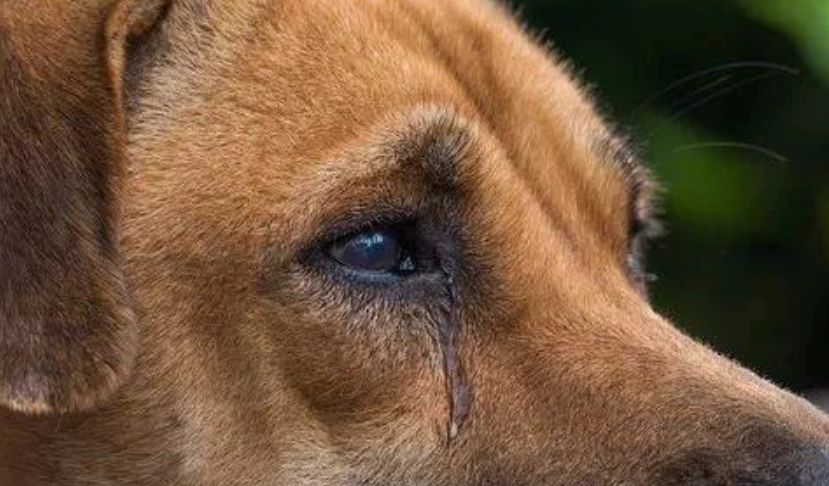 寵物眼淚問題 寵物眼淚問題