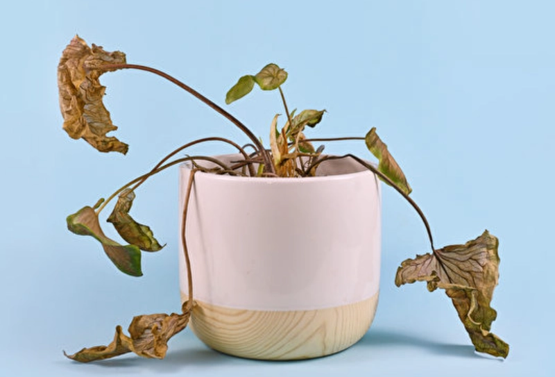 植物急救方法 植物急救方法