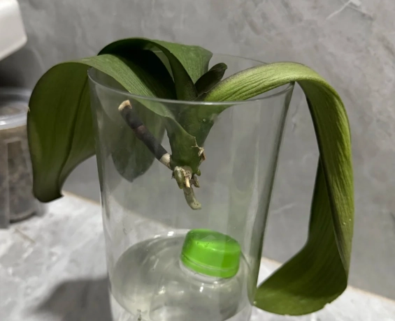 如何讓蘭花長根