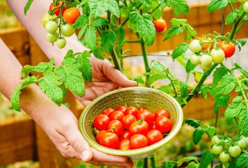 番茄保存方法 番茄保存方法