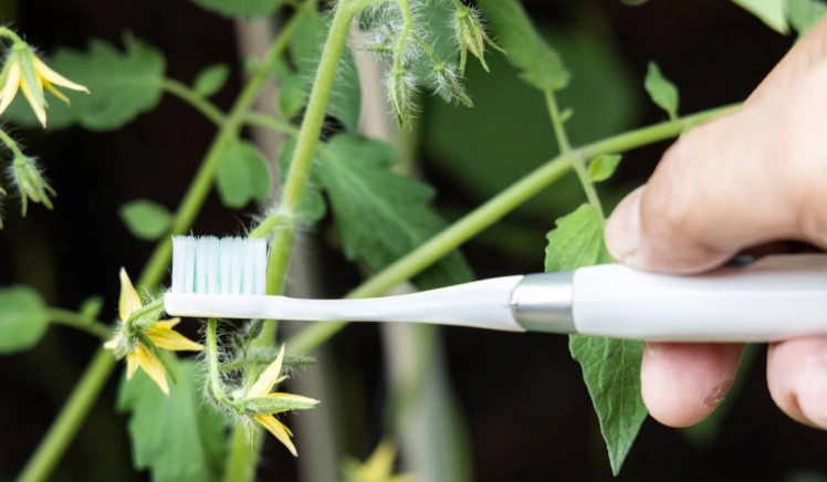 小番茄種植授粉