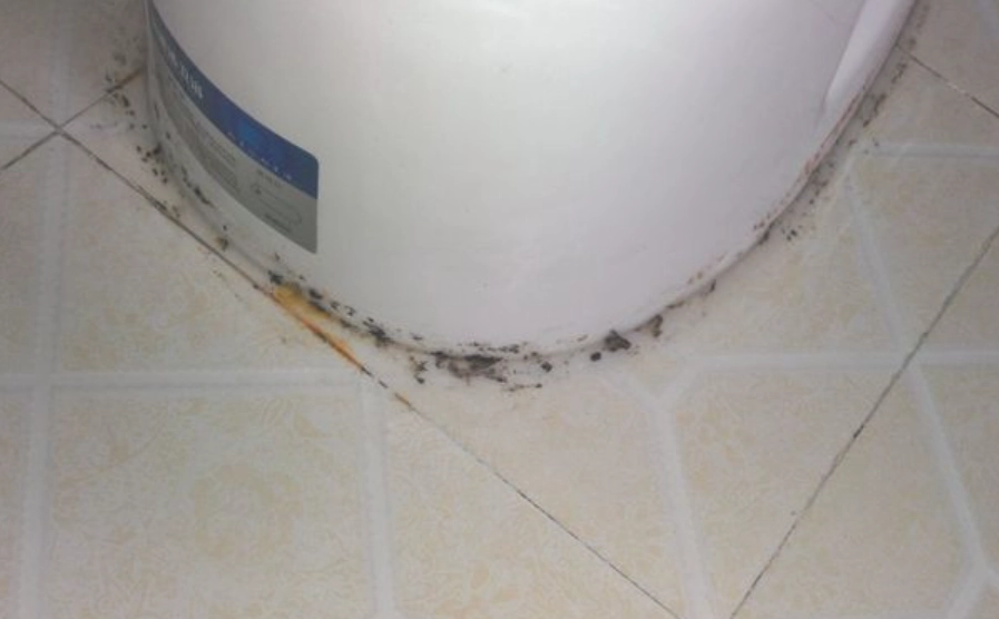 廁所黴菌清除