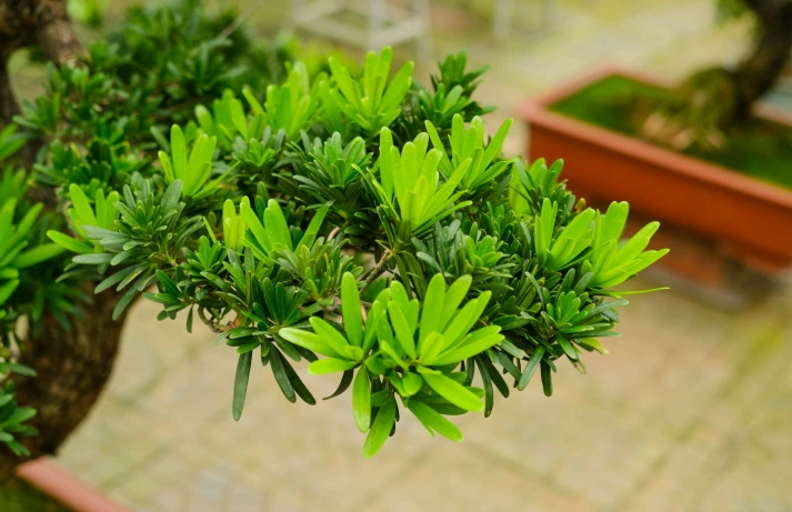 羅漢松何時種 羅漢松何時種