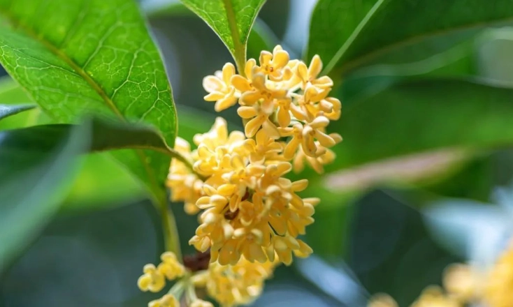 桂花树种植位置 桂花树种植位置