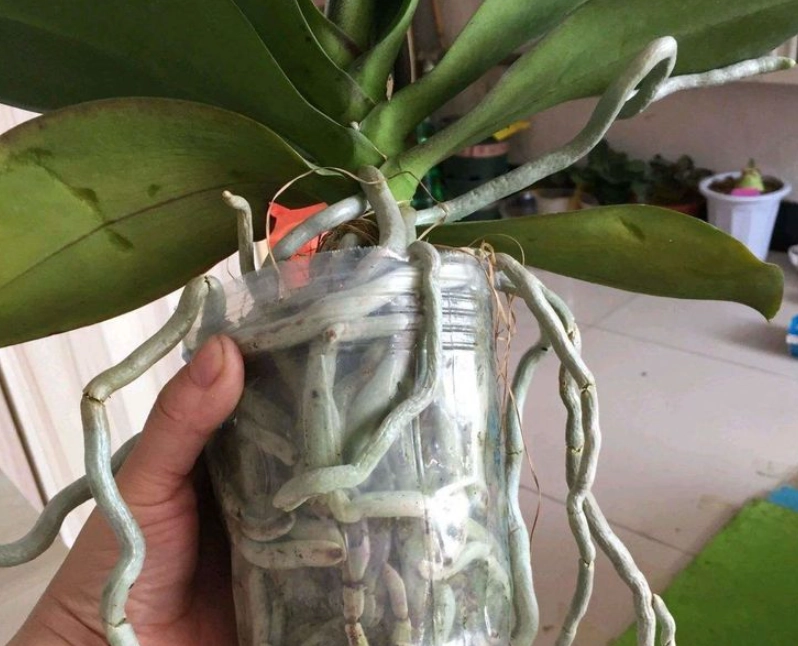 蘭花根系暴露 蘭花根系暴露