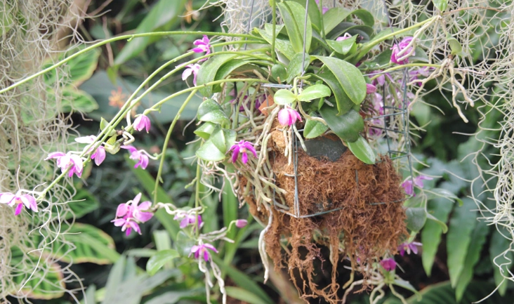 蘭花繁殖方法 蘭花繁殖方法