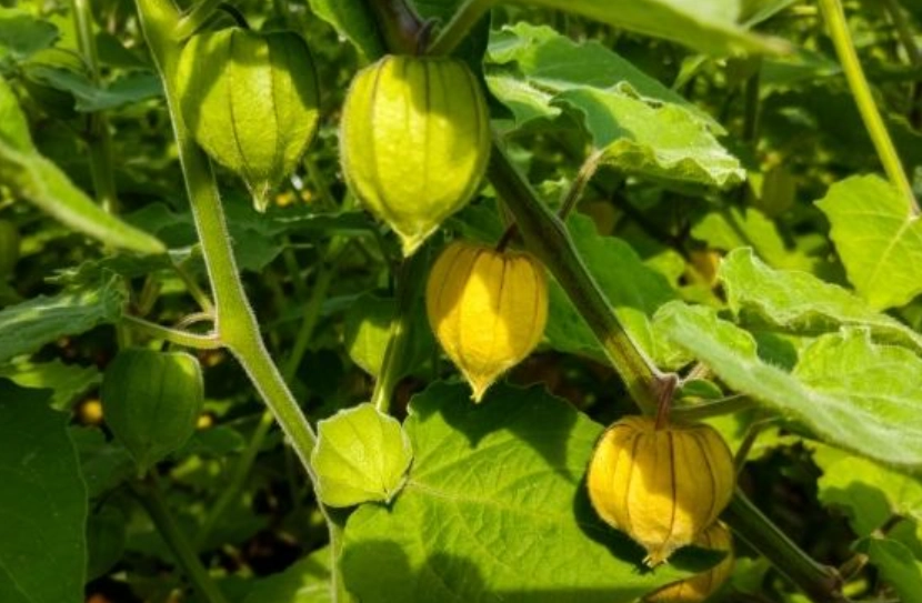 燈籠果修剪時機 燈籠果修剪時機