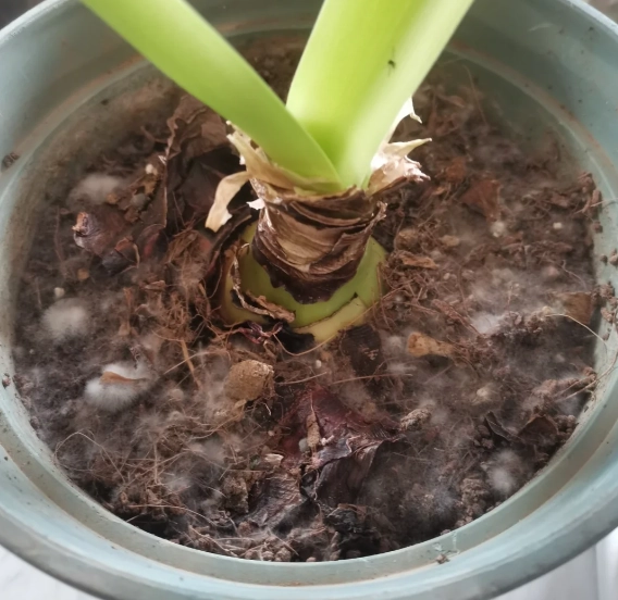 植物發霉處理 植物發霉處理