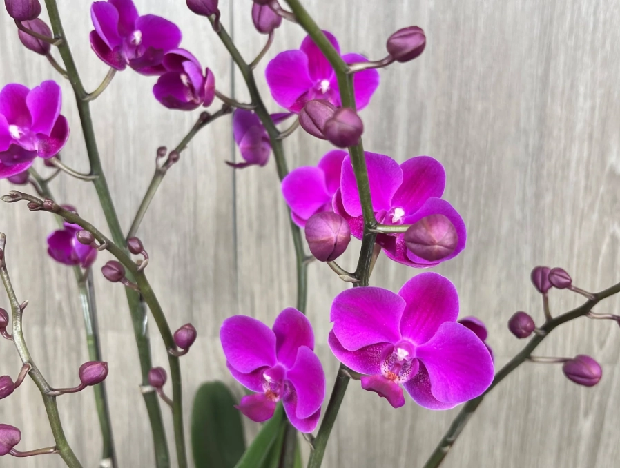 蘭花色寓意 蘭花色寓意