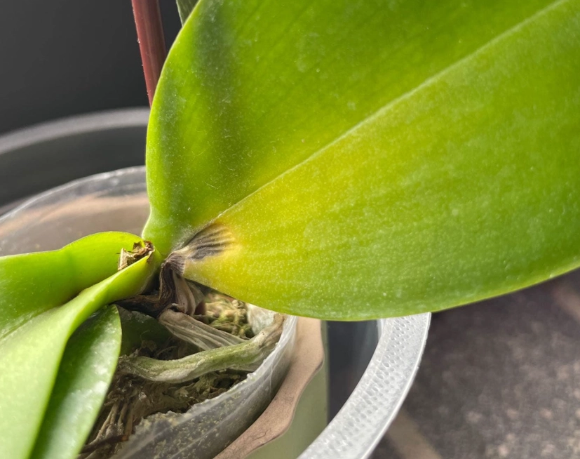 蘭花養護技巧 蘭花養護技巧