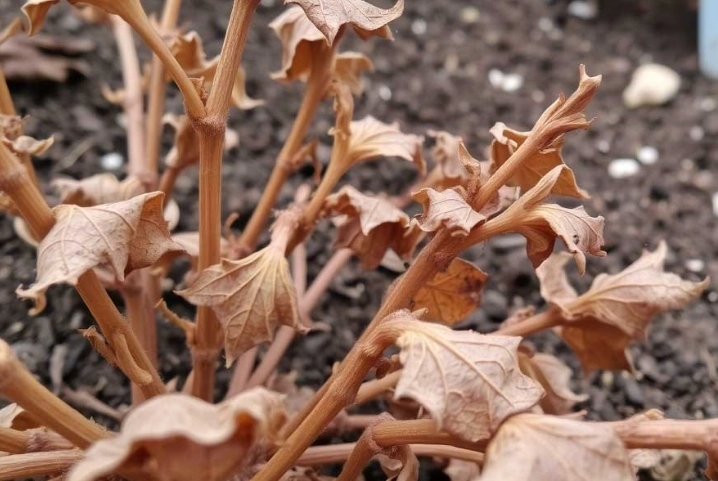 植物突然枯萎原因